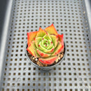 Echeveria Agavoides 'Matador' 1"-2" Succulent Plant