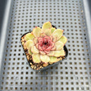 Echeveria 'Cindy' 2" Succulent Plant