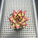 Echeveria Agavoides 'Ebony' 2" Succulent Plant