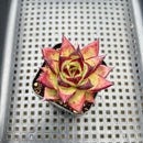 Echeveria Agavoides 'Ebony' 2" Succulent Plant