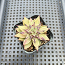 Echeveria 'Sarabony' x 'Silver Star' 2" Succulent Plant