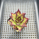 Echeveria Agavoides 'Ebony' 2" Succulent Plant