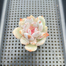 Echeveria 'Trumso' 2"-3" Succulent Plant