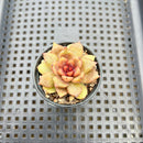 Echeveria 'Chocolate Mousse' 2” Succulent Plant