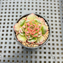 Echeveria Longissima Carunculated 1" Succulent Plant