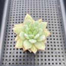 Echeveria 'Party' 2" Succulent Plant