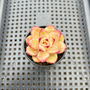Echeveria 'Lovebird' 2" Succulent Plant