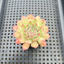 Echeveria 'Charles Rose' 2" Succulent Plant