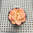 Echeveria 'Lovebird' 2" Succulent Plant
