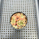 Echeveria sp. 1"-2" Cluster Succulent Plant