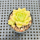 Echeveria 'Malgan' 1"-2" Succulent Plant