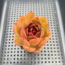 Echeveria 'Red Lantern 2" Succulent Plant