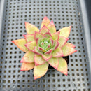 Echeveria 'Champaign' Hybrid 2" Succulent Plant
