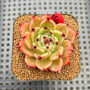 Echeveria 'Socrates' 2" Succulent Plant Cutting