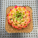 Echeveria 'Socrates' 2" Succulent Plant Cutting