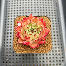 Echeveria 'Socrates' 2" Succulent Plant Cutting