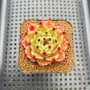 Echeveria 'Socrates' 2" Succulent Plant Cutting