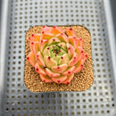 Echeveria 'Socrates' 2" Succulent Plant Cutting