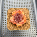 Echeveria Agavoides 'Serie' 2" Succulent Plant Cutting