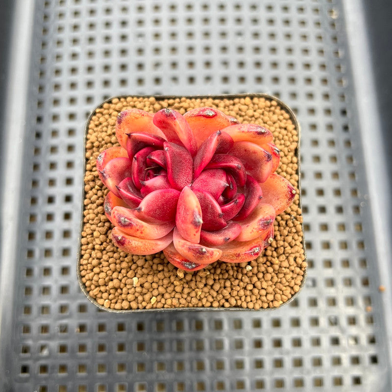 Echeveria 'Hongjo' ('Black Rose' x Laui Hybrid) 2" Flower Village Original Hybrid Succulent Plant Cutting