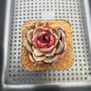 Echeveria sp. 3" Succulent Plant Cutting