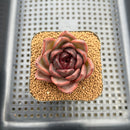 Echeveria 'Black Mink' 2" Succulent Plant