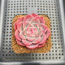 Echeveria 'Cream Cloud' 2" Succulent Plant Cutting