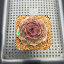 Echeveria 'Black Coco' 2" Succulent Plant Cutting