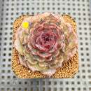 Echeveria 'Black Coco' 2" Succulent Plant Cutting