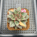 Echeveria 'Monocerotis' Variegated 2" Succulent Plant Cutting