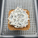 Echeveria 'Thriller Pearl' 2" Succulent Plant Cutting