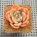 Echeveria 'Nutchi' 2" Succulent Plant Cutting