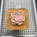 Echeveria 'Pinks' 1" Succulent Plant Cutting