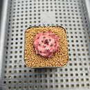 Echeveria 'Harvest' 1" Succulent Plant Cutting