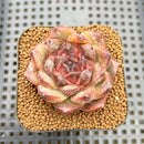 Echeveria 'White Soul' 2" Succulent Plant Cutting