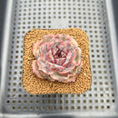 Echeveria 'Black Coco' 2" Succulent Plant Cutting