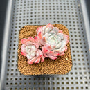 Echeveria 'White Zaragoza' 2" Succulent Plant Cutting