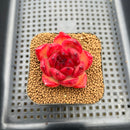 Echeveria Agavoides 'Red Diamond' 2" Succulent Plant Cutting