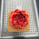 Echeveria Agavoides 'Red Diamond' 3" Succulent Plant Cutting