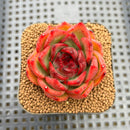 Echeveria sp. 2" Succulent Plant Cutting