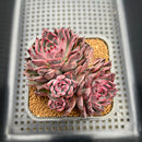 Echeveria 'Nomad' 3"-4" Cluster Succulent Plant Cutting