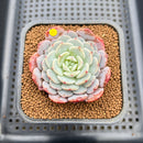 Echeveria 'Raffine' 2” Succulent Plant Cutting