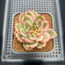 Echeveria Agavoides 'Morgain' Variegated 2" Succulent Plant Cutting