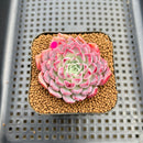 Echeveria 'Hanareum' 2" Succulent Plant Cutting