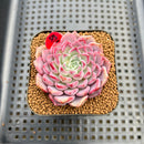 Echeveria 'Hanareum' 2" Succulent Plant Cutting