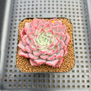 Echeveria 'Hanareum' 2" Succulent Plant Cutting