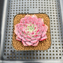 Echeveria 'Hanareum' 2" Succulent Plant Cutting