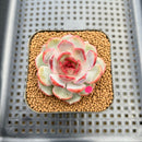 Echeveria 'Wild Berry' 2" Succulent Plant Cutting