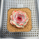 Echeveria 'Wild Berry' 2" Succulent Plant Cutting