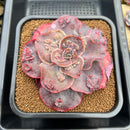 Echeveria 'Heart Throb' Highly Carunculated 2"-3" Succulent Plant Cutting